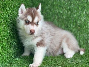 Husky