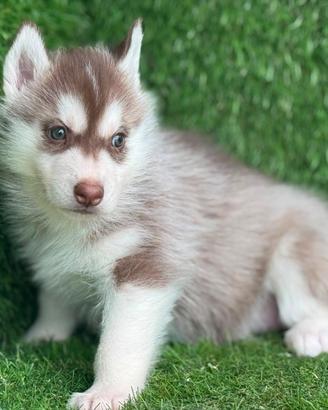 Husky