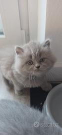 Gattina British Longhair