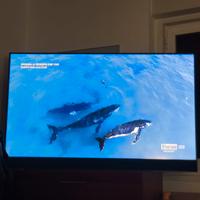 SKY TV  65'  skyglass