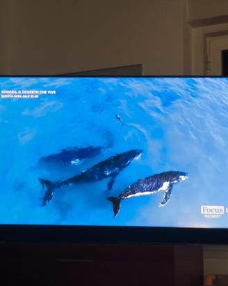 SKY TV  65'  skyglass