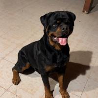 Rottwailer per monta