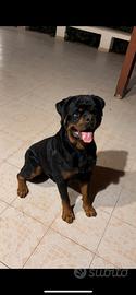 Rottwailer per monta