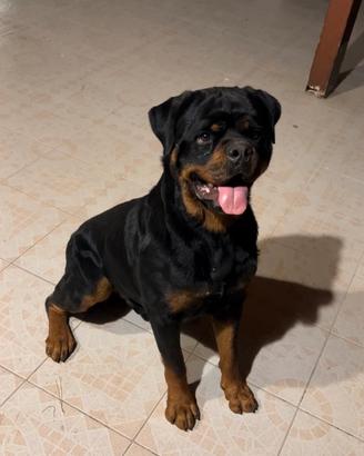 Rottwailer per monta