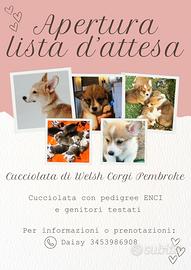 Welsh Corgi Pembroke