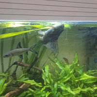 Synodontis nigriventris pesce gatto