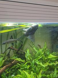 Synodontis nigriventris pesce gatto