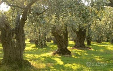 Grande quantità di tronchi pregiati