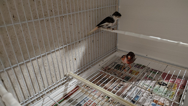 Canarino Arlecchino Portoghese