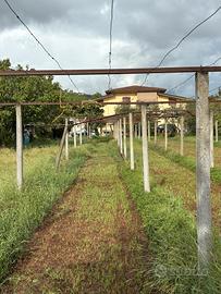 Gratis  Colonne vigneto in cemento