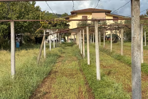 Gratis  Colonne vigneto in cemento