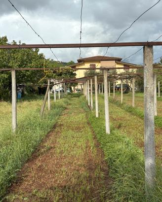 Gratis  Colonne vigneto in cemento