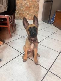 Pastore belga (malinois)
