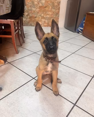 Pastore belga (malinois)