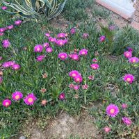 Talee di Carpobrotus