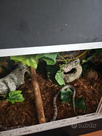 Serpente del grano 10 mesi con teca completa