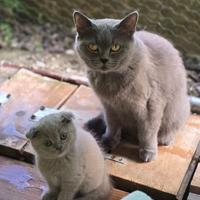 Scottish Fold