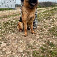 Pastore tedesco maschio