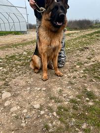 Pastore tedesco maschio