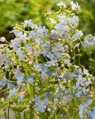 Myosotis palustris - Pianta per laghetto