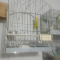 Animali franc