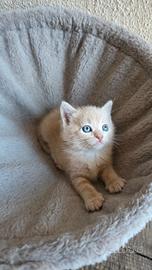Gatto Soriano