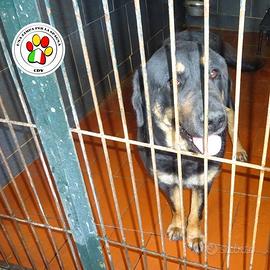 ZELDA una dolcissima cagnolona