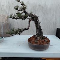 Bonsai Pino