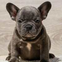 Cuccioli di Bouledogue Francais
