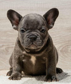 Cuccioli di Bouledogue Francais