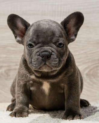 Cuccioli di Bouledogue Francais