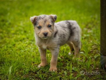 Femmina jack russel mix