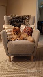 Spitz di Pomerania per monte