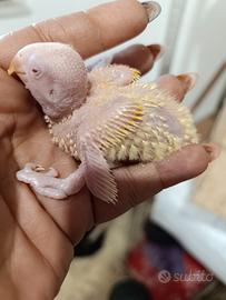 Coppia di inseparabili con pullo