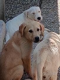 Cuccioli di Labrador miele e neri con pedigree
