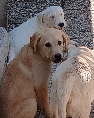 Cuccioli di Labrador miele e neri con pedigree