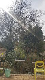 Albero di noce per falegnameria.