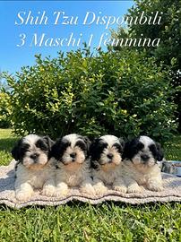 Cuccioli di shitzu