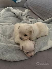 Cuccioli di Maltese