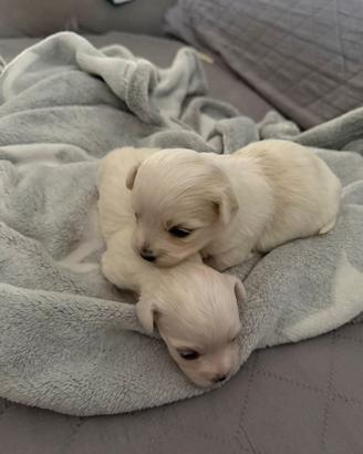 Cuccioli di Maltese