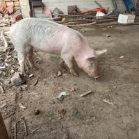 Maialina - scrofetta