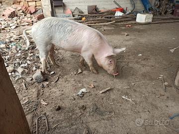 Maialina - scrofetta