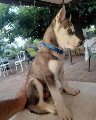 S. Husky Splendidi cuccioli