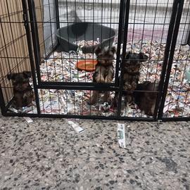 Cuccioli di yorkshire