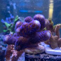 Talee coralli facili