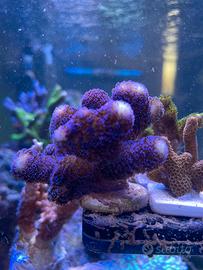 Talee coralli facili