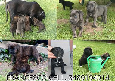 Cuccioli Cane Corso con pedigree