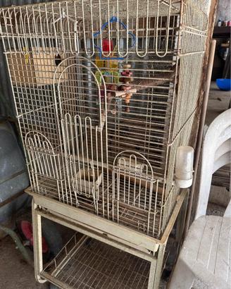 Gabbia per pappagalli inseparabili