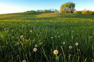 Terreno pianeggiante 12.900 mq