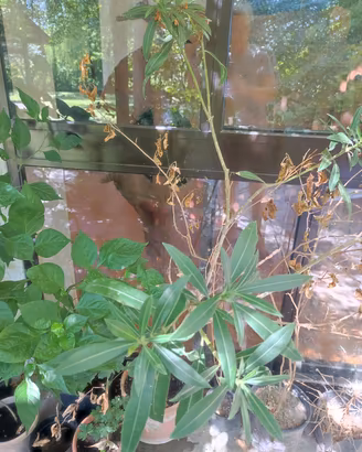 Piante di oleandro e datura 